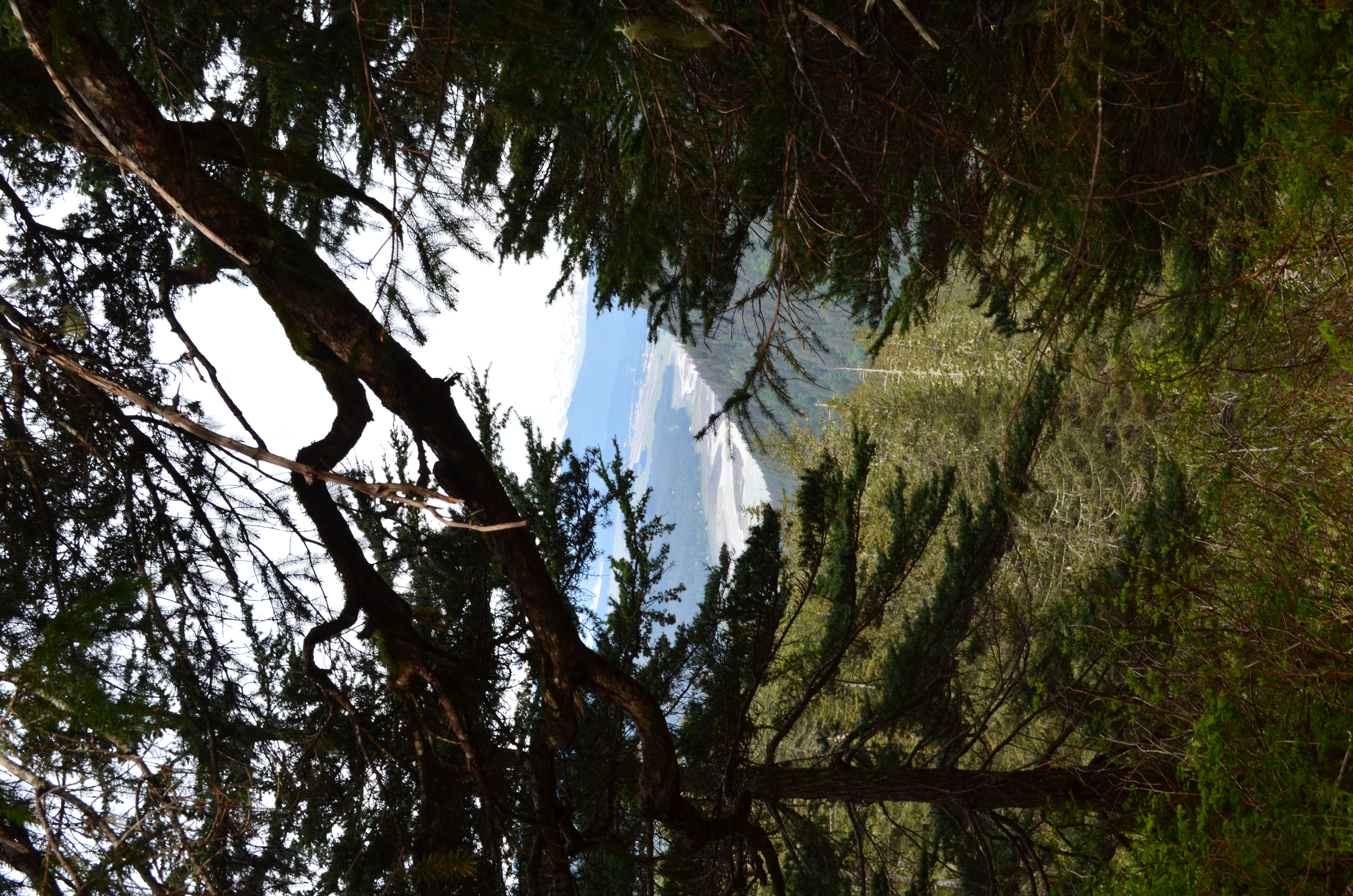 ./2017/08 - Alaska Cruise/08 - Juneau/DSC_0936.JPG